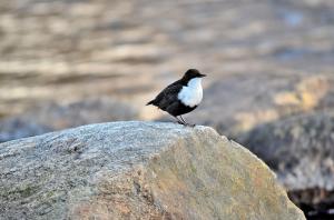 Koskikara  Ranua Simojoki  2012  Kari Oittinen